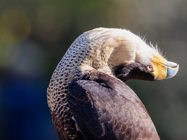 Crested Caracara