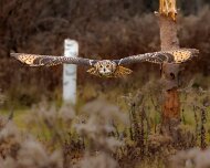 2022-11-28_167286_WTA_R5 Canadian Raptor Conservancy