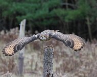 2022-11-29_132474_WTA_R5-Edit Canadian Raptor Conservancy