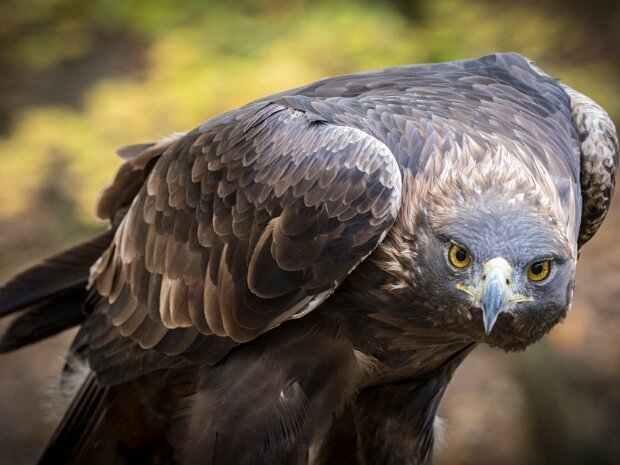 Golden Eagle
