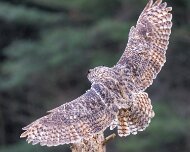 2022-11-29_130372_WTA_R5 Canadian Raptor Conservancy