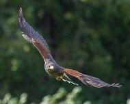 2026-09-22_341137_WTA_R5m2 Canadian Raptor Conservancy Simcoe, Ontario