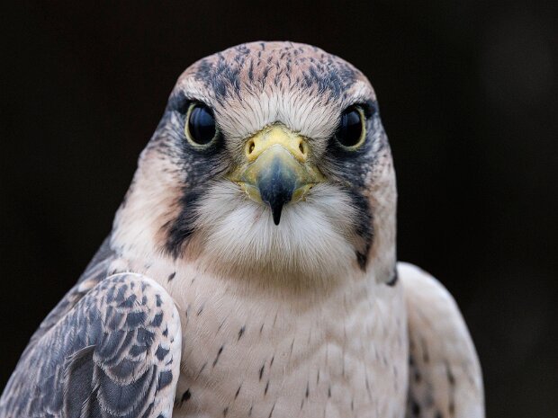 Lanner Falcon