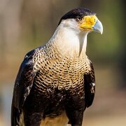 2022-04-03_064936_WTA_R5 Center for Birds of Prey Charleston, SC Crested Caracara