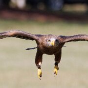 2022-04-03_066009_WTA_R5 Center for Birds of Prey Charleston, SC