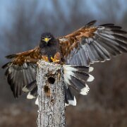2022-11-28_164996_WTA_R5 Canadian Raptor Conservancy