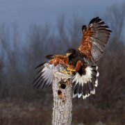 2022-11-28_165018_WTA_R5 Canadian Raptor Conservancy