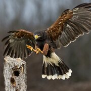 2022-11-28_165160_WTA_R5 Canadian Raptor Conservancy