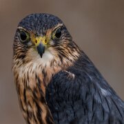 2022-11-28_166760_WTA_R5 Canadian Raptor Conservancy
