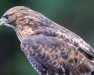 2022-11-28_166981_WTA_R5 Canadian Raptor Conservancy