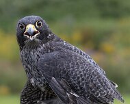 2026-09-21_338271_WTA_R5m2 Canadian Raptor Conservancy Simcoe, Ontario