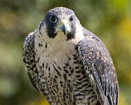 2026-09-22_342075_WTA_R5m2 Canadian Raptor Conservancy Simcoe, Ontario