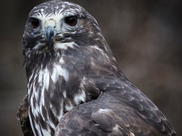 Red Tailed Hawk