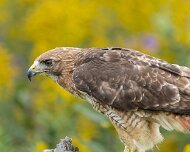 2026-09-21_336628_WTA_R5m2 Canadian Raptor Conservancy Simcoe, Ontario