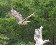 2026-09-21_336717_WTA_R5m2 Canadian Raptor Conservancy Simcoe, Ontario
