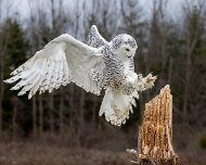 2022-11-28_167472_WTA_R5 Canadian Raptor Conservancy