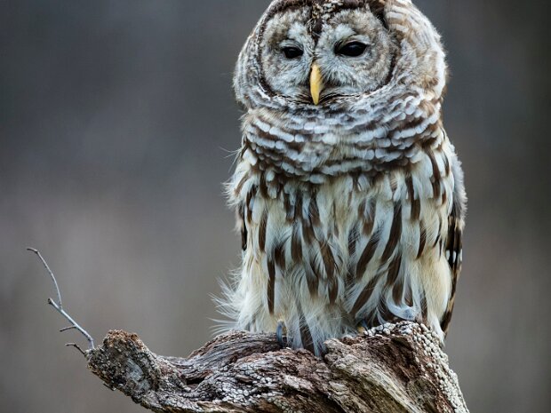 Barred Owl
