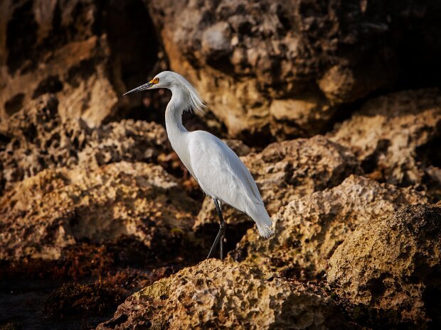 Egret