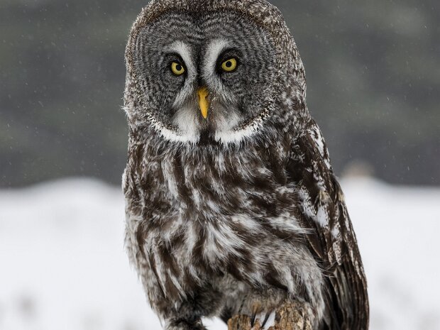 Great Grey Owl