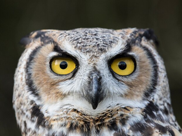 Great Horned Owl