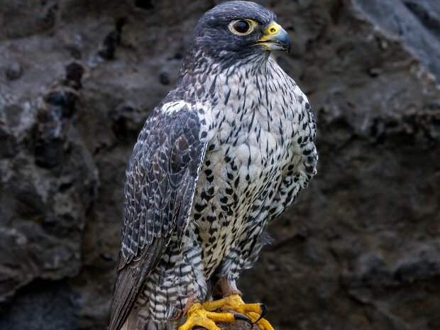 Gryfalcon