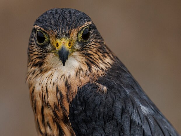 Merlin Falcon