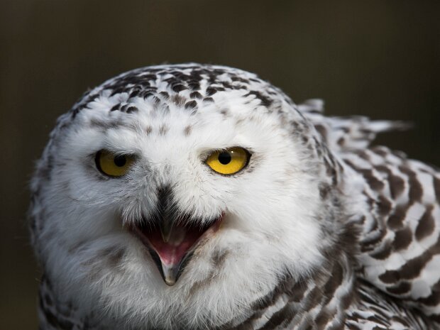 Snow Owl