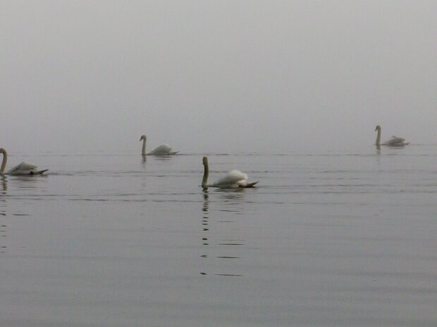 Swan
