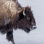 2025-01-21_295683_WTA_R5m2 Yellowstone - Day 1