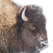 2025-01-21_295737_WTA_R5m2 Yellowstone - Day 1