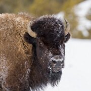 2025-01-21_295752_WTA_R5m2 Yellowstone - Day 1