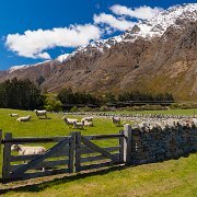 2009-10-30_12566_WTA_5DM2 Sheep Field - New Zealand