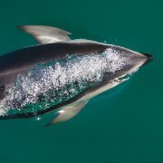 2007-11-28_23445_WTA_5DM1 Dolphin Encounter - Kaikoura, New Zealand