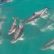 2007-11-28_23529_WTA_5DM1 Dolphin Encounter - Kaikoura, New Zealand