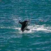 2007-11-28_23602_WTA_5DM1 Dolphin Encounter - Kaikoura, New Zealand