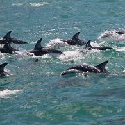 2007-11-28_23759_WTA_5DM1 Dolphin Encounter - Kaikoura, New Zealand