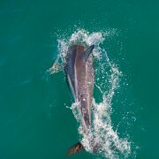 2007-11-28_23936_WTA_5DM1 Dolphin Encounter - Kaikoura, New Zealand