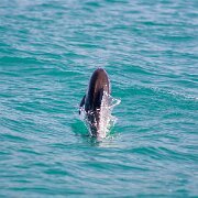 2007-11-28_23939_WTA_5DM1 Dolphin Encounter - Kaikoura, New Zealand