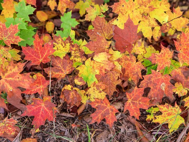 Fall Colors