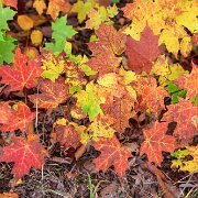 2020-10-10_004662_WTA_R5 Fall Colors
