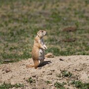2024-05-18_463593_WTA_R5 2024 Road Trip - Day 47 Theodore Roosevelt National Park