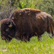 2024-05-18_463622_WTA_R5 2024 Road Trip - Day 47 Theodore Roosevelt National Park