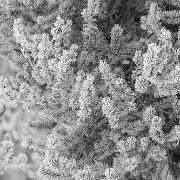 2025-01-21_013303_WTA_R5m2 Yellowstone - Day 1