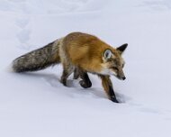 2025-01-21_296389_WTA_R5m2 Yellowstone National Park