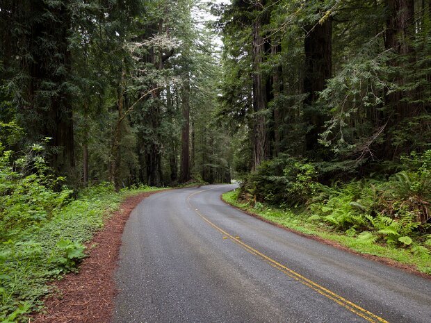 Redwood