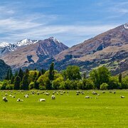 2007-11-21_22251_WTA_5DM1 Glenorchy, New Zealand Sheep Field - Original is 18141 x 2626