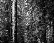 2012-05-21_08-10_02082_WTA_5DM3 The Avenue of the Giants is a scenic highway in Northern California, U.S.A., running through Humboldt Redwoods State Park. It is an old alignment of U.S. Route...