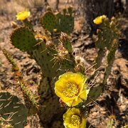 2013-04-13_16-42_19656_WTA_5DM3 Saguaro National Park, Tucson, Arizona is home to North America’s largest cacti. The giant saguaro is the universal symbol of the American west. These majestic...