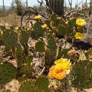 2013-04-13_16-42_19659_WTA_5DM3 Saguaro National Park, Tucson, Arizona is home to North America’s largest cacti. The giant saguaro is the universal symbol of the American west. These majestic...