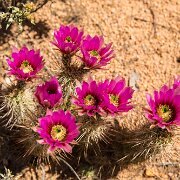 2013-04-13_17-17_19870_WTA_5DM3 Saguaro National Park, Tucson, Arizona is home to North America’s largest cacti. The giant saguaro is the universal symbol of the American west. These majestic...